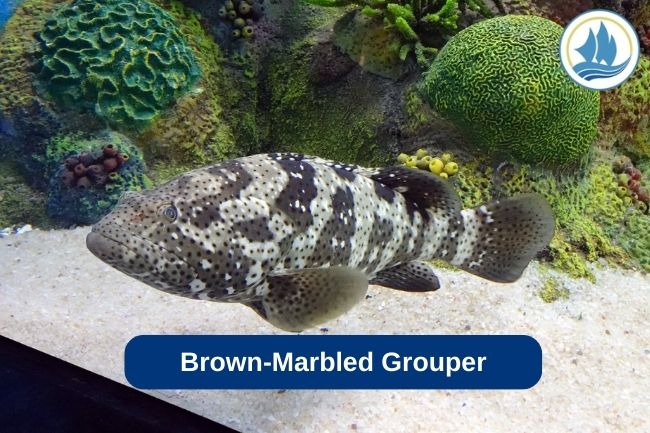 Brown-Marbled Grouper
